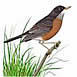 American Robin